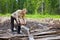 The young woman in wood saws a tree a chain saw