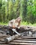 The young woman in wood saws a tree a chain saw.Portrait in a sunny day