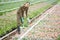 Young Woman Working in Flower Plantation