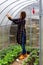 Young woman working in a greenhouse tying up a string of tomato bushes on a spring morning.