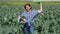 Young woman works in agriculture and collects vegetables in the fields