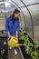 Young woman works in a greenhouse  watering vegetables