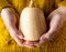 Young Woman in Yellow Knitted Sweater Holding in Hands Small Butternut Squash White Pumpkin. Harvest Halloween Thanksgiving Autumn