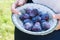 Young womanâ€™s hands holding a bowl of plums.