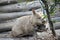 A young wombat is next to its mother