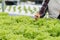 Young women are harvesting organic vegetables from hydroponics to grow vegetables that are healthy. Growing with a hydroponic