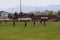 Young women plays soccer in the stadium