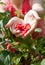 Young women share raspberries holding in hands