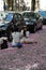 Young women sitting on road covered with red rose cherry blossoms