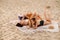 Young women using cellphone while lying together on beach