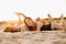 Young women using cellphone while lying together on beach