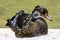 A young wood duck on a rock