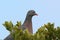 A young Wood Pigeon or Common Wood Pigeon, Columba palumbus, per