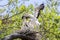 Young Wood Storks In Their Nest With One Trying To Fledge