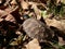 Young Wood Turtle 05
