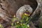 Young Woodchuck Marmota monax Looks Out From Behind Flowers