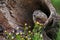 Young Woodchuck (Marmota monax) Looks Out from Inside Log