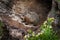 Young Woodchuck Marmota monax Stands Inside Log