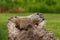 Young Woodchucks (Marmota monax) Atop Log