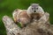 Young Woodchucks (Marmota monax) Atop Log