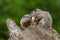 Young Woodchucks Marmota monax Nuzzle