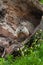Young Woodchucks (Marmota monax) Sit in Log