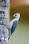 Young woodpecker on the side of a palm tree