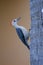 Young woodpecker on the side of a palm tree