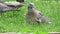 Young Woodpigeon or Squab in house garden.