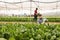 Young worker cutting green chard on farm plantation