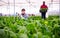 Young worker cutting green chard on farm plantation