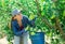 Young workwoman harvesting ripe pears in farm garden