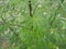 Young wormwood against the background of a coniferous forest on a cloudy summer day. A fragrant perennial plant after