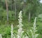 Young wormwood against the background of a coniferous forest on a cloudy summer day. A fragrant perennial plant after