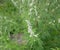 Young wormwood against the background of a coniferous forest on a cloudy summer day. A fragrant perennial plant after