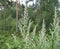 Young wormwood against the background of a coniferous forest on a cloudy summer day. A fragrant perennial plant after