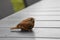 Young wren on grey garden table