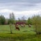 Young Yakut Northern bulls cows eat grass in a green meadow among the small trees.