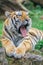 Young yawning bengal tiger