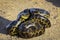 Young Yellow anaconda laying rolled upon the ground, Pantanal, Brazil