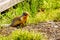 A young Yellow Bellied Marmot hiding in an old wooden platform in the high Alpine of Tod Mountain in the Shuswap Highlands, BC