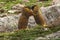 Young Yellow Bellied Marmots