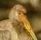 Young yellow billed stork detail portrait