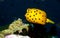 Young yellow boxfish