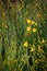 Young yellow broom flowers and buds. Signs of spring. Cytisus scoparius.