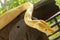 Young yellow Burmese python close up. Albino Python bivittatus crawls on a wooden beam