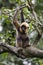 Young Yellow Cheeked Gibbon on tree