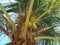 A young yellow coconut tree which is often used for 7-month traditional ceremonies in East Java, Indonesia