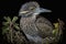 A young yellow crowned night heron, Nyctanassa violacea