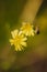 Young yellow flower Crepis tectorum